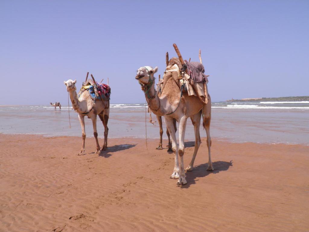 La Maison Des Artistes Essaouira Exterior foto